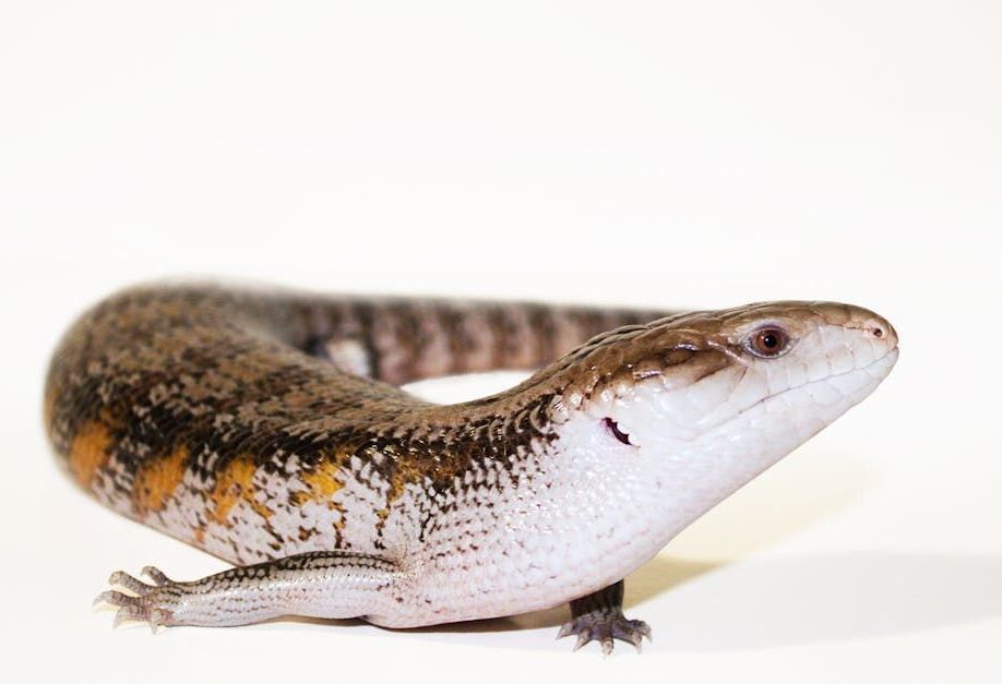 sinikieliskinkki tiliqua gigas ceram