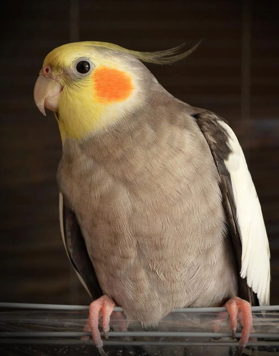 Nymphicus hollandicus neitokakadu kasvattaja pori lintuja myydään eläinkauppa