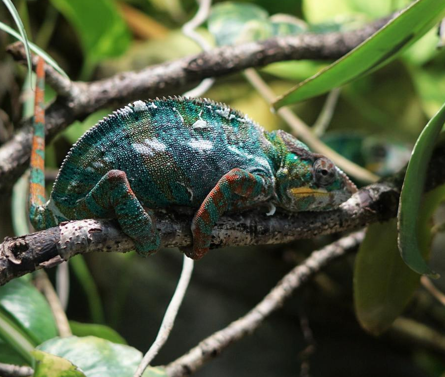 Jemeninkameleontti (Chamaeleo calyptratus) pori