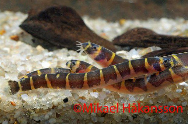 piikkisilmä pangio kuhlii hinta