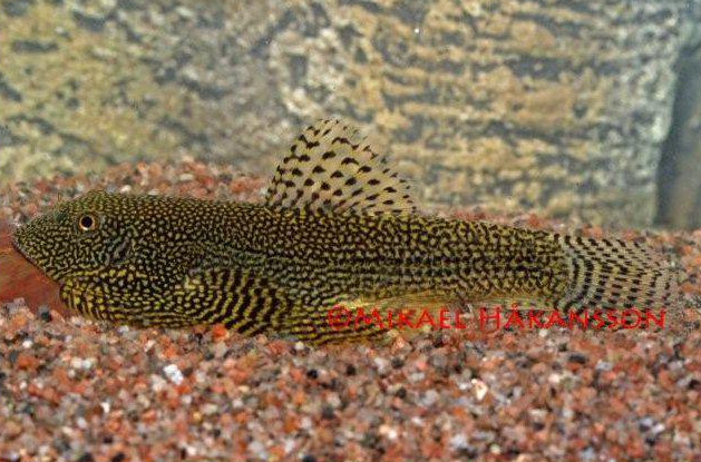 pilkkuperhosnuoliainen sewellia sp hinta