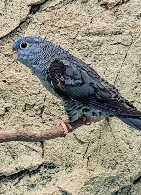 keltainen raita-aratti Bolborhynchus lineola blue sininen yellow