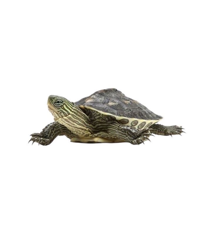 Mauremys reevesii, joka tunnetaan yleisesti nimellä kiinalainen lampikilpikonna, kiinalainen kolmikilpikonna, tai Reevesin kilpikonna, on kilpikonnalaji Geoemydae-heimoon, sukuun, jota aiemmin kutsuttiin Bataguridae. Laji on kotoisin Itä-Aasiasta