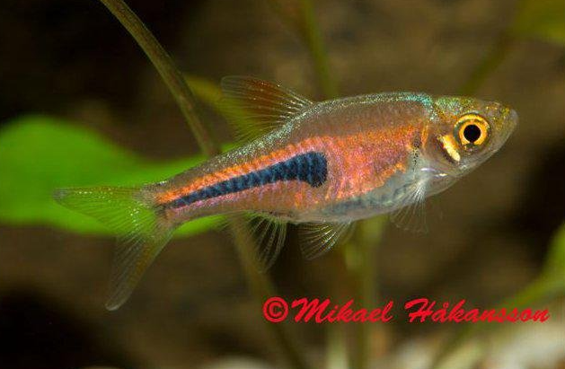 rusokiilakylki akvaariokala