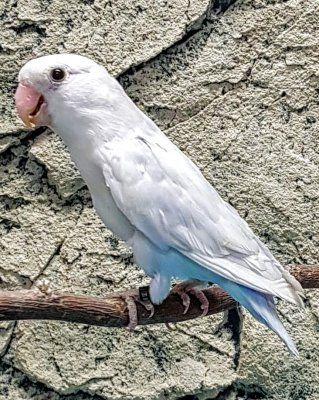 ruusukaijanen agapornis