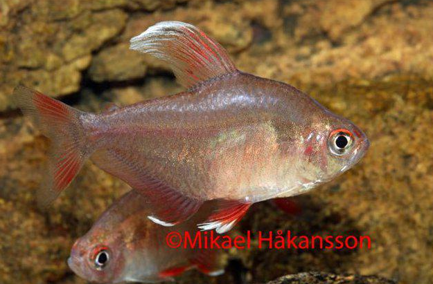 ruusutetra valkoevä