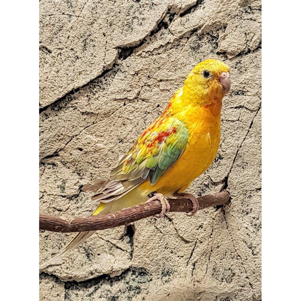 Savanninparatiisikaija