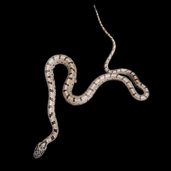 Scotophis bairdi Baird's rat snake