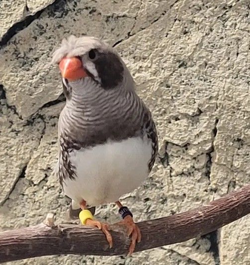 myydään seeprapeippo 'tofs' koiras