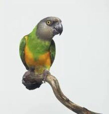 senegalinkaija myydään poikanen