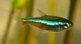 sinineontetra blue neon green neon
