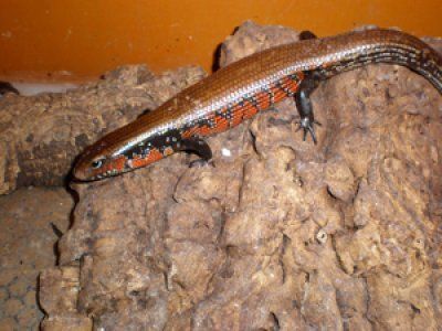 tuliskinkki Lepidothyris fernandi hinta kasvattaja poikasia