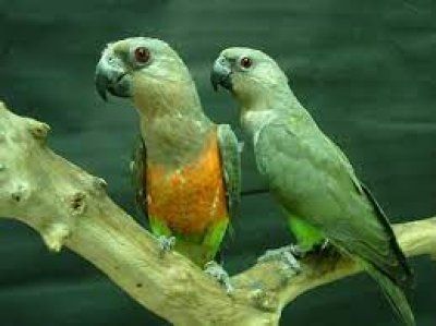 Poicephalus rufiventris somaliankaija poikanen myydään