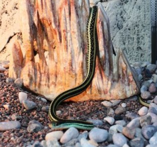 sukkanauhakäärme Thamnophis Thamnophis sauritus