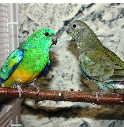 Psephotus haematonotus