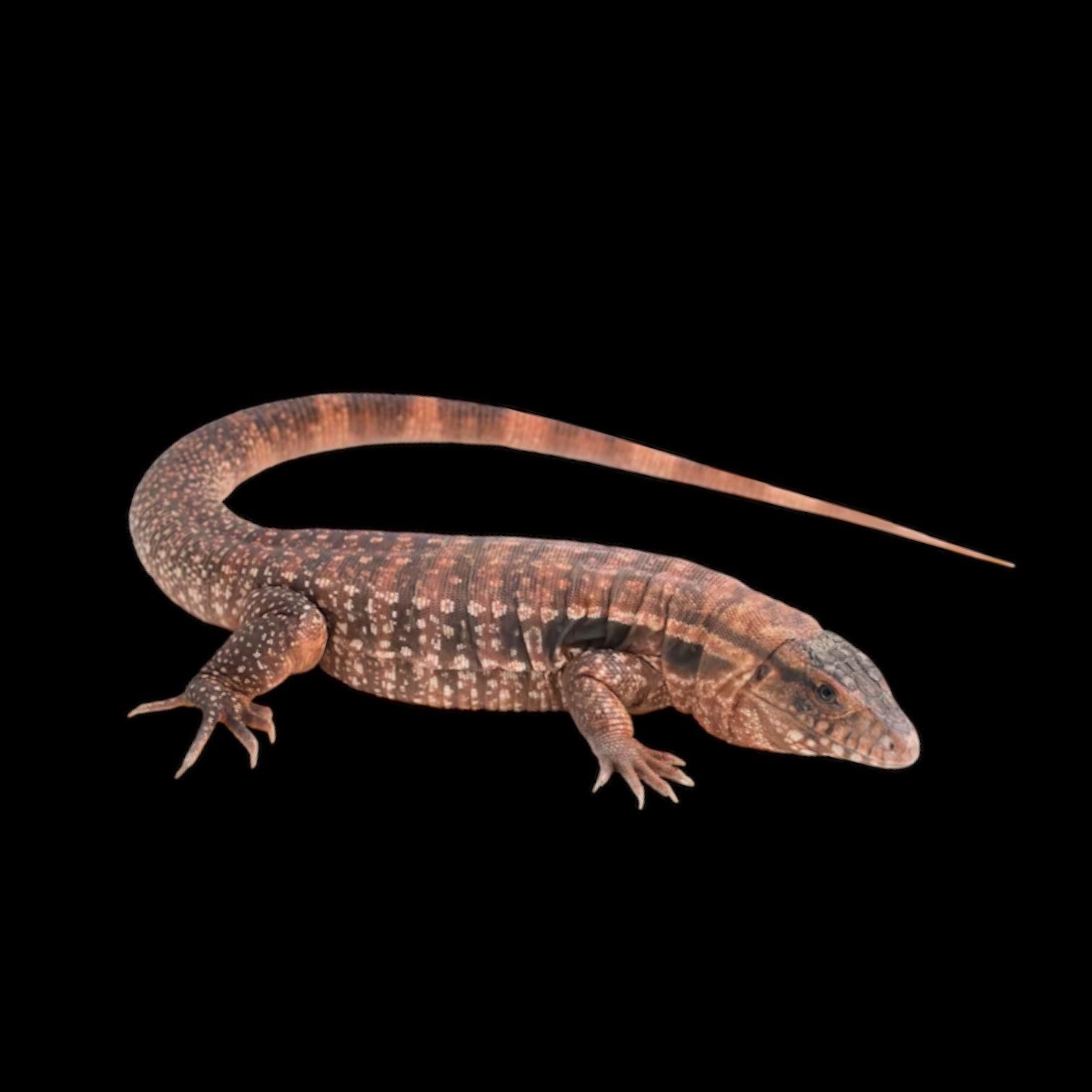 punainen tegu salvator rufescens