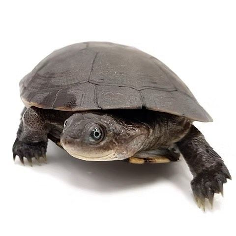 Afrikankypäräsuokilpikonna Pelomedusa subrufa
Hinta: 145€