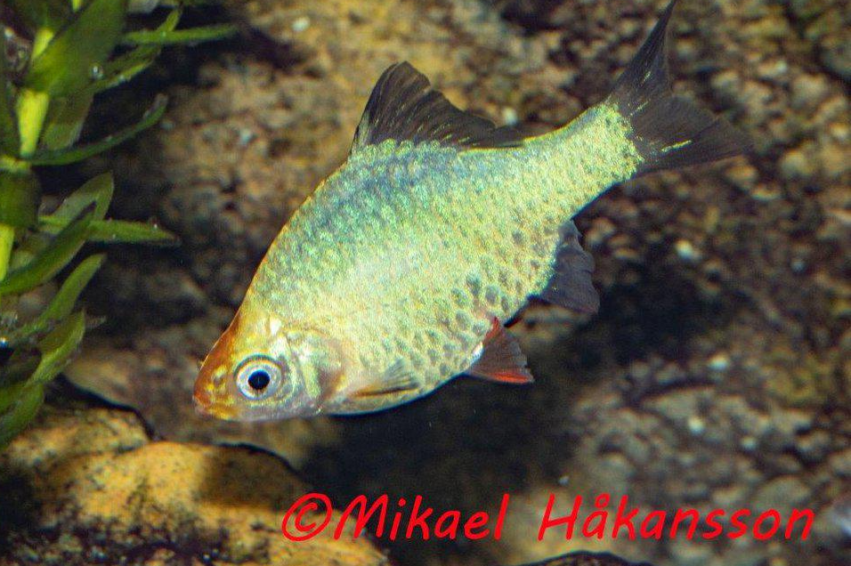 tiikeribarbi jade hoito akvaariokalat