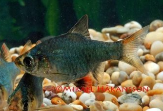 tiikeribarbi vihreä hoito akvaariokalat