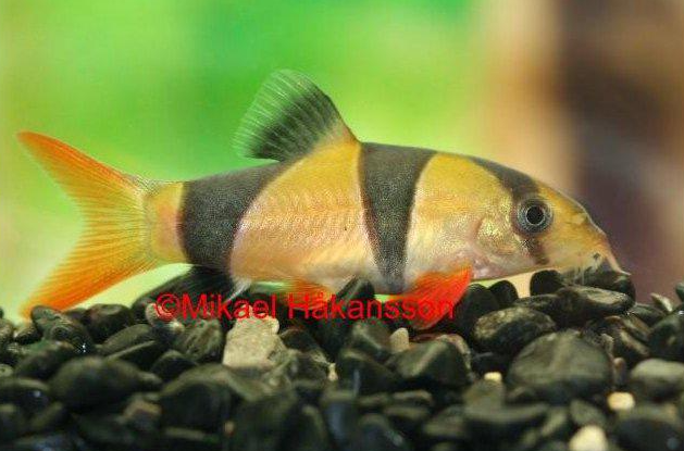 tiikerinuoliainen akvaariokala hinta