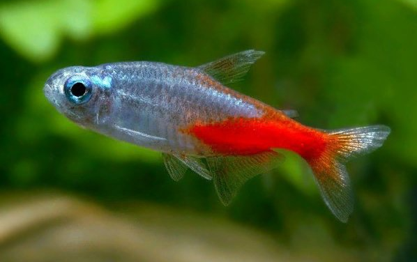 timanttineontetra