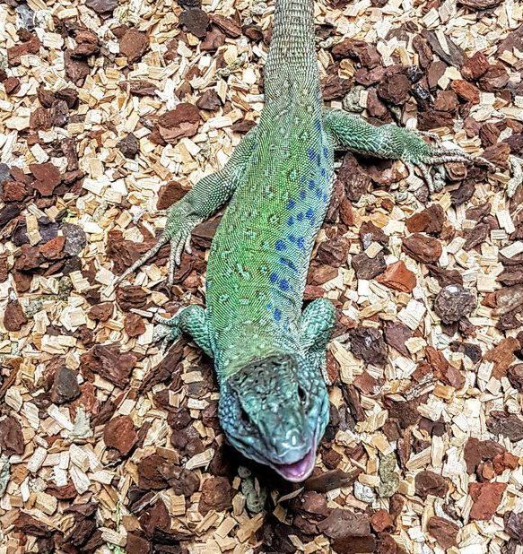 Helmisisilisko ruokaeläimet pori