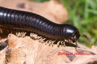 jättiläistuhatkainen myydään