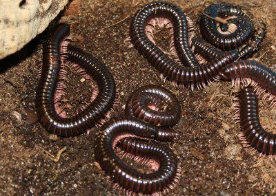 Dendrostreptus macracantus tuhatjalkainen