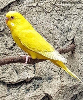 undulaatti Melopsittacus undulatus pori suomesta kasvattaja keltainen