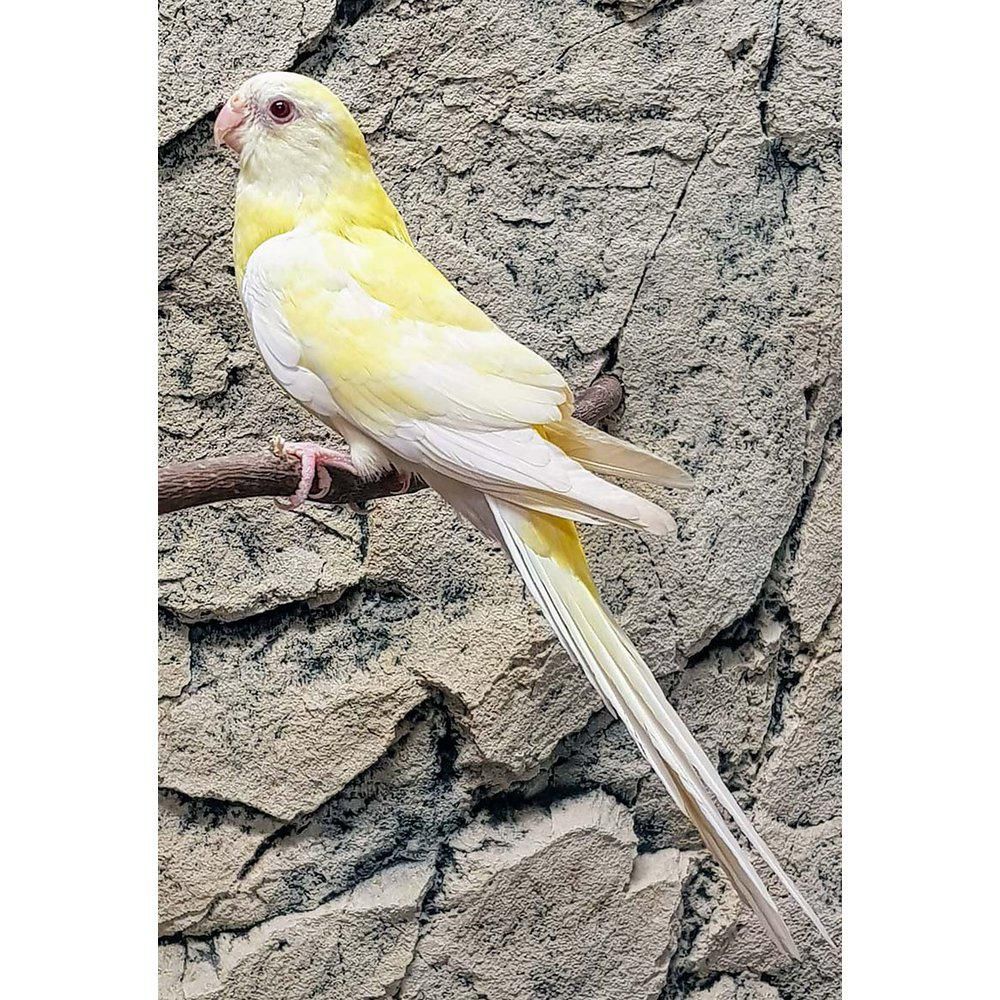 savanniparatiisikaija Psephotus haematonotus