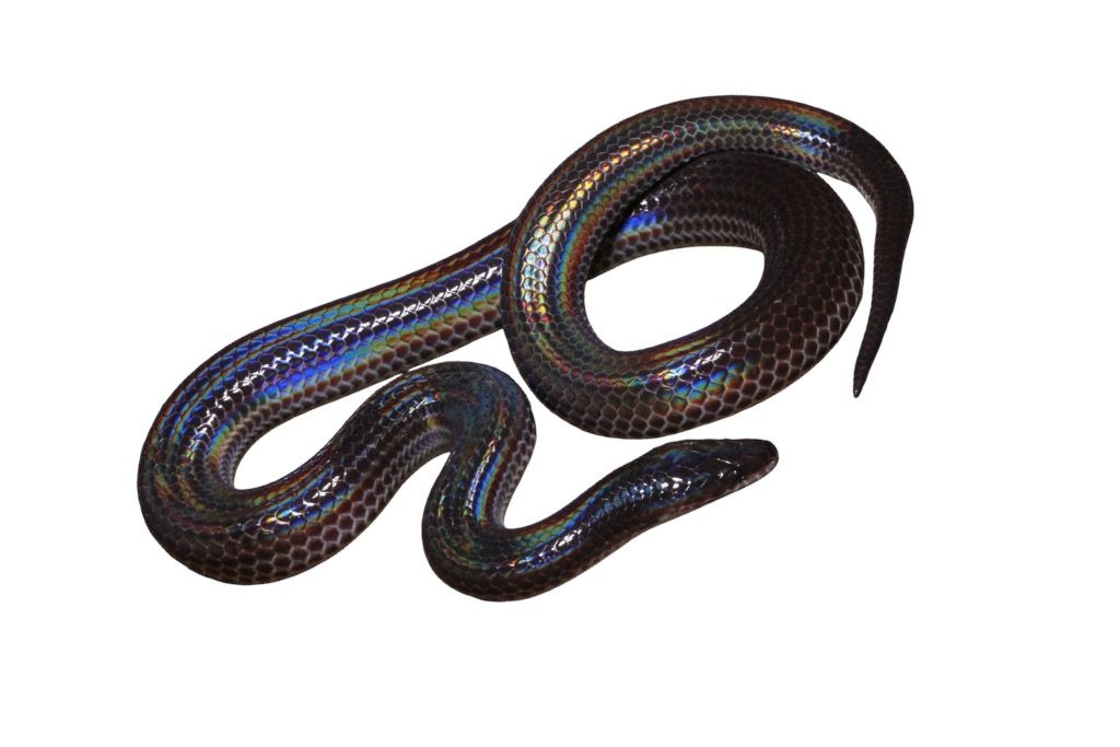 Xenopeltis unicolor välkekäärme