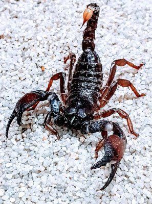 Pandinus viatoris skorpionit skorppioni