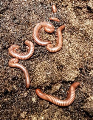 vietnamin sateenkaari tuhatjalkainen