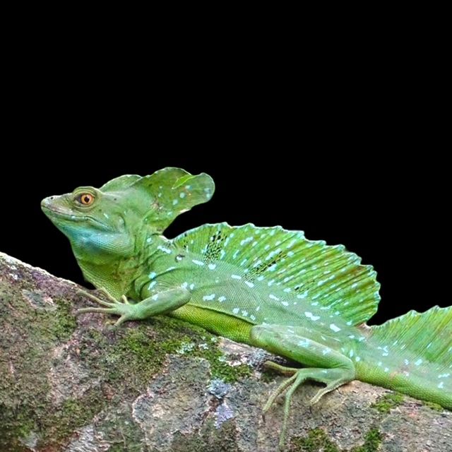 Basiliscus plumifrons viherbasiliski