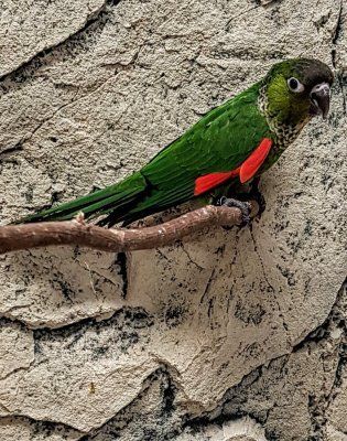 Viherposkiaratti pyrrhura molinae