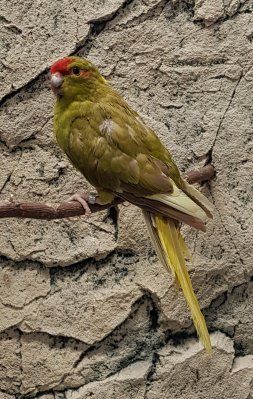 uudenseelanninviherkaija lintuja myydään poikasia kasvattaja suomesta papukaija