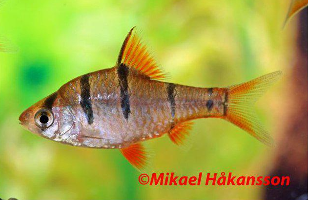 viisiraitabarbi hinta