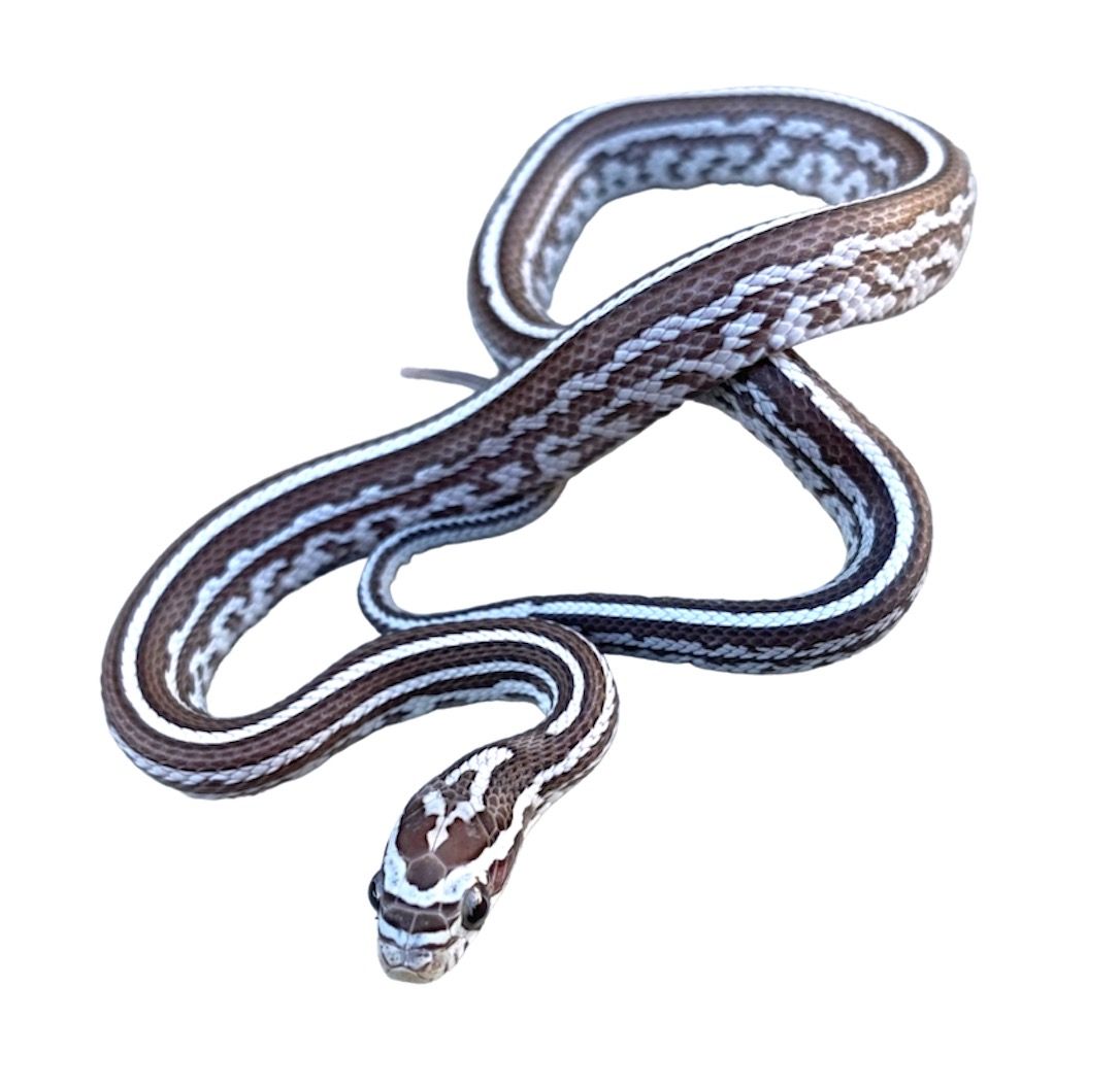 viljakäärme anery tessera viljakäärmeet viljakäärmeen hoito ohje 