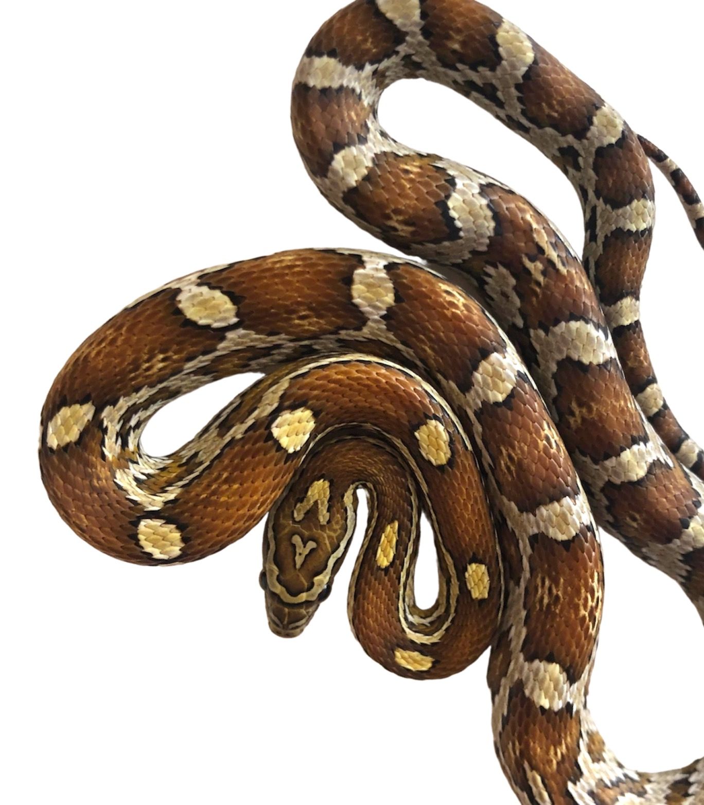 viljakäärme caramel poikasia kasvattaja myydään pori suomesta satakunta