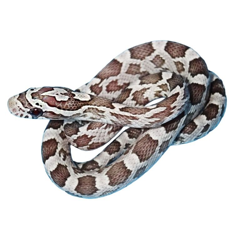 viljakäärme ghost terraario matelijat myydään 