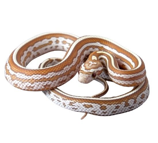 viljakäärme gold dust tessera värimuodot poikasia myydään suomessa 