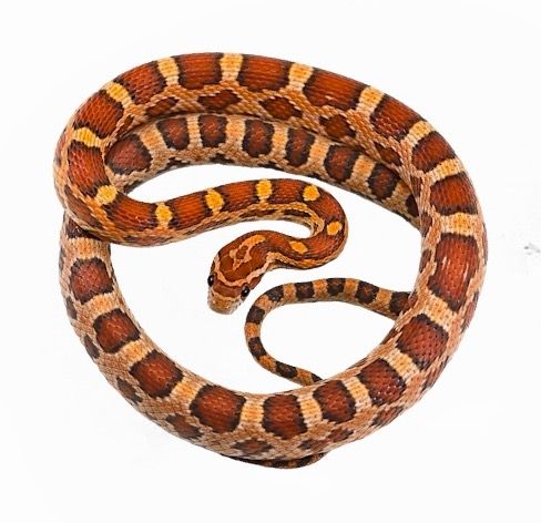 viljakäärme hinta Pantherophis guttatus elaphe guttata pori normaali poikasia myydään kasvattaja 