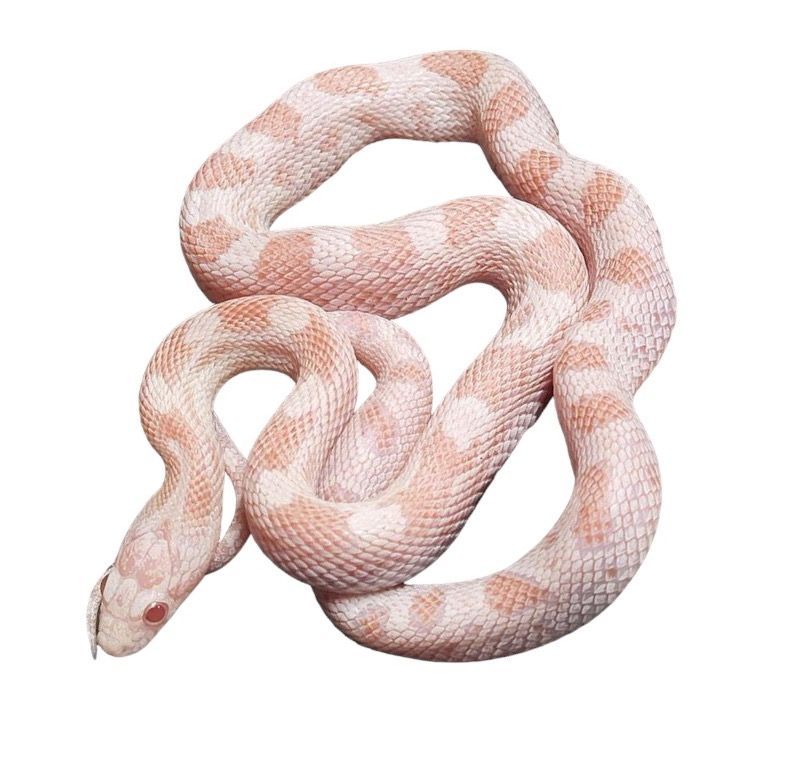 viljakäärme värimuodot myydään poikasia pori satakunta Pantherophis guttatus Väri: masque peppermint