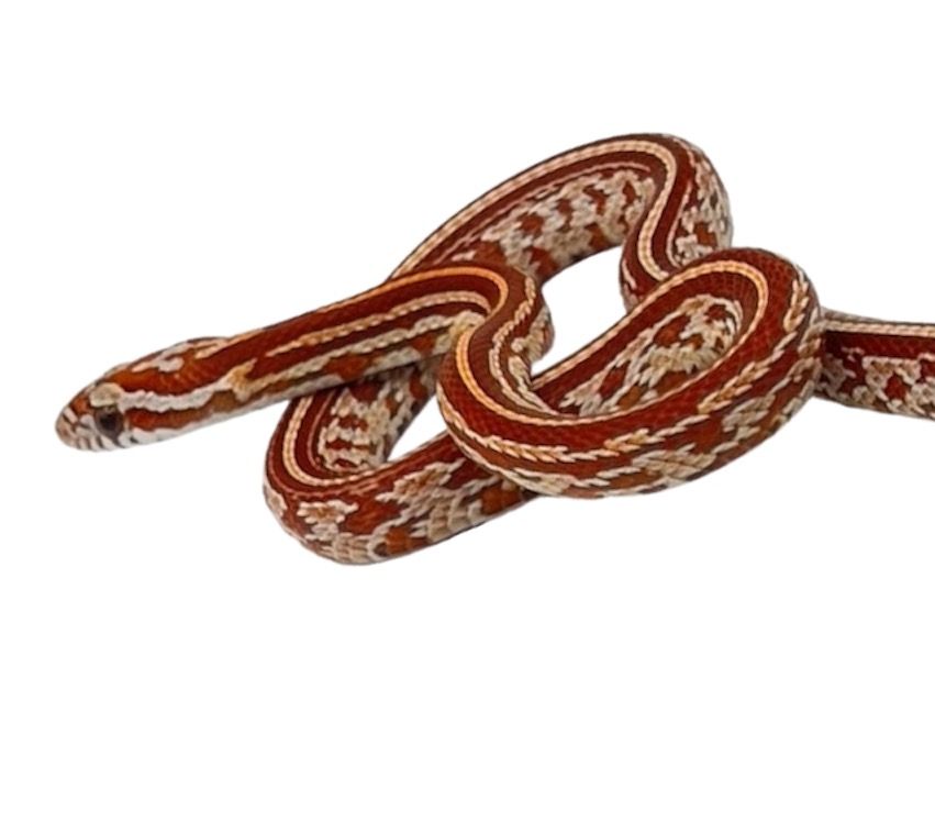 viljakäärme tessera poikanen cornsnake poikasia myydään matelijat eläinkauppa pori satakunta