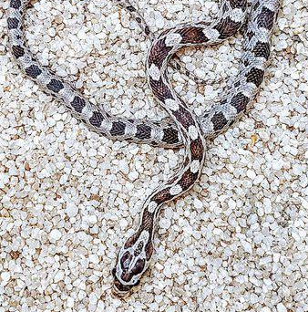 Viljakäärme black musta