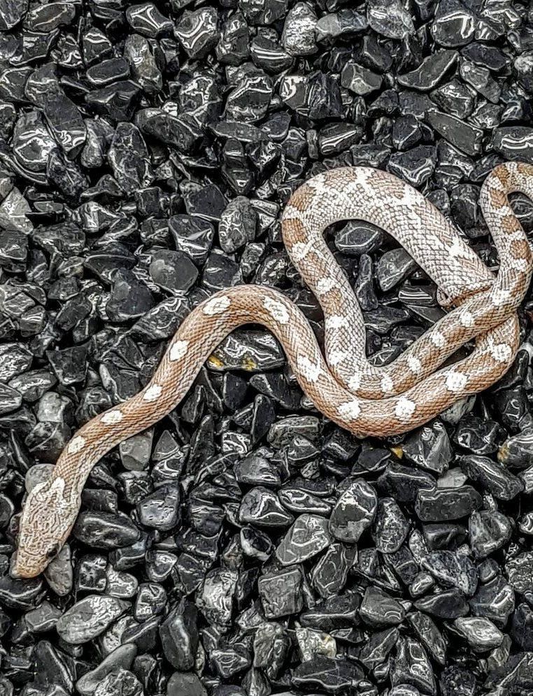 viljakäärme cinder poikanen hoito ohje terraario pori matelijat