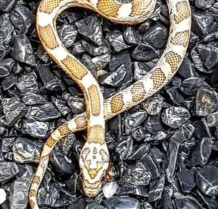 Viljakäärmeen hoito-ohjeet. Laaja valikoima myynnissä eri värimuotoisia viljakäärmeen poikasia. 