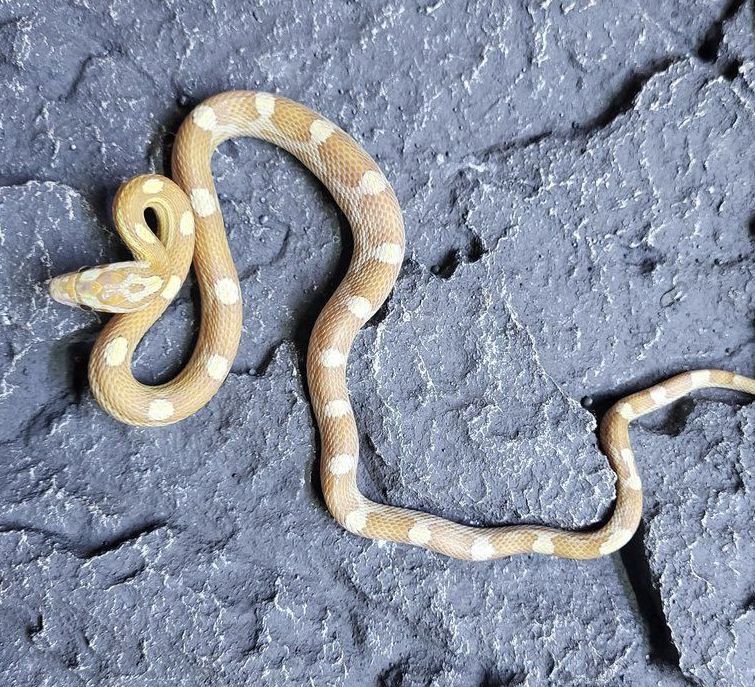 viljakäärme hoito hoito-ohje ultramel anery toffee motley stripe terraario poikasia myydään elaphe guttata Pantherophis guttatus