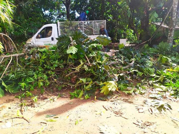 Taille de grandes plantes