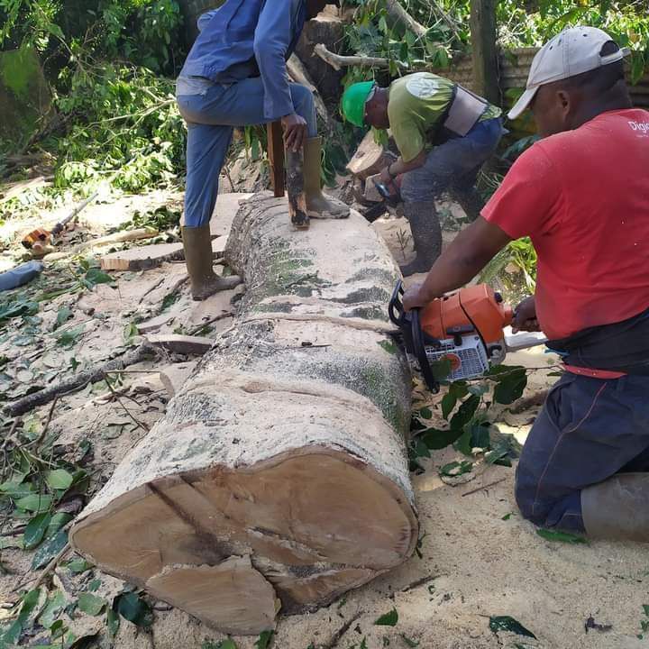 Coupe d'un tronc d'arbre